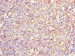 IL1F10 antibody