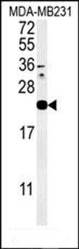 IL1F6 antibody