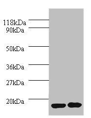 IL1RN Antibody