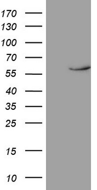 IL1RN Antibody