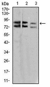 IL1RAPL1 Antibody