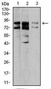 IL1RAPL1 Antibody