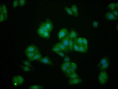 IL1RAPL1 antibody