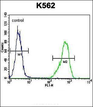 IL1RL2 antibody