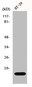 IL2 Antibody