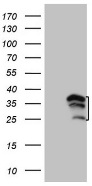 IL20 Antibody