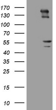 IL20 Antibody