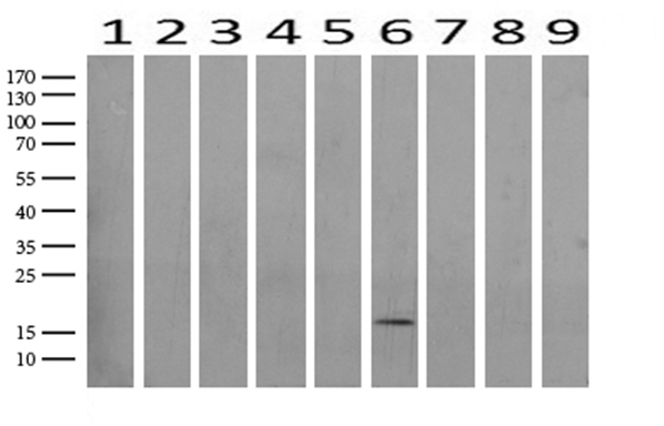 IL20RA Antibody