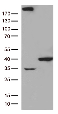 IL20RA Antibody