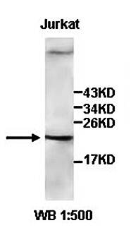 IL20 Rabbit Polyclonal Antibody