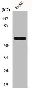 IL20RA Antibody