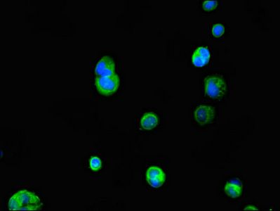 IL23R antibody