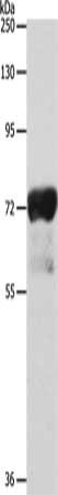 IL23R antibody