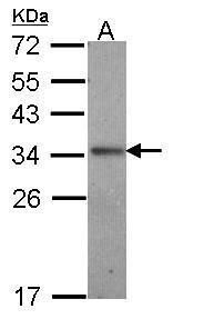 IL24 antibody
