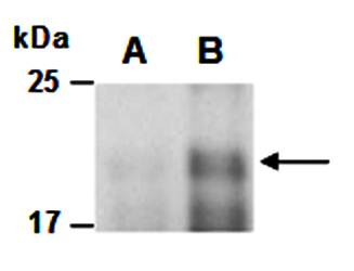 IL25 (N) Antibody, Rabbit Polyclonal
