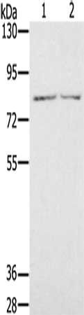 IL27RA antibody