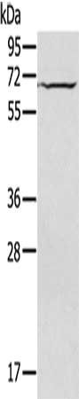 IL27RA antibody