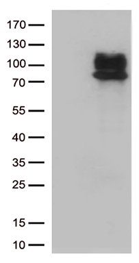 IL28 Receptor alpha Antibody