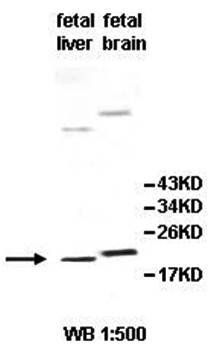 IL29 antibody