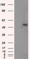 IL3 Antibody