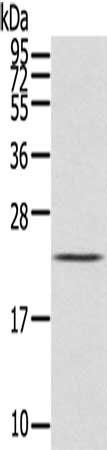 IL31 antibody