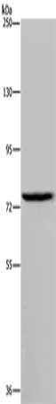 IL31RA antibody