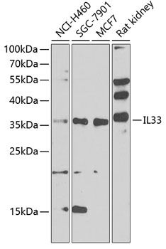 IL33 antibody