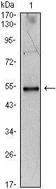 IL34 Antibody