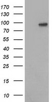 IL1F6 Antibody