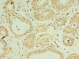 IL37 Antibody