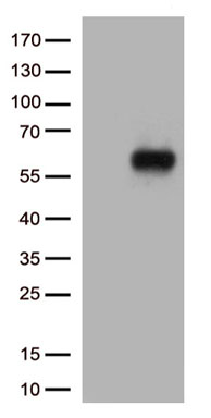 IL3RA Antibody