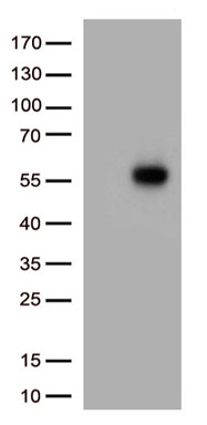 IL3RA Antibody
