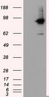 IL3RA Antibody
