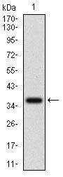 IL3RA Antibody