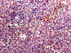 IL4 Antibody