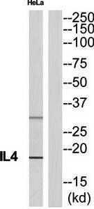 IL4 Antibody