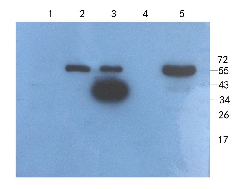 IL4 antibody