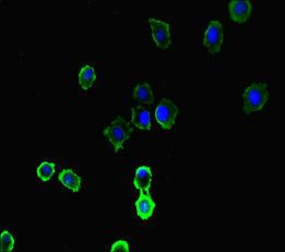 IL4I1 Antibody
