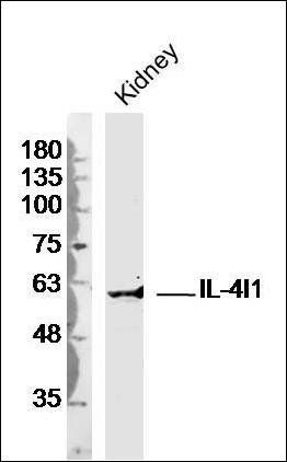 IL4I1 antibody