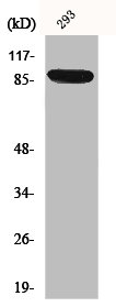 IL4R antibody