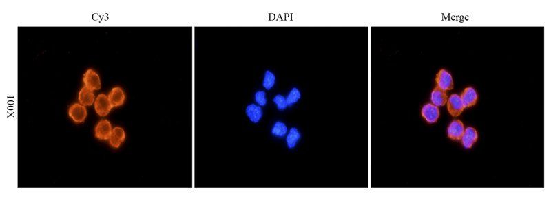 IL6 antibody