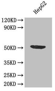 IL7R antibody