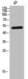 IL7R antibody