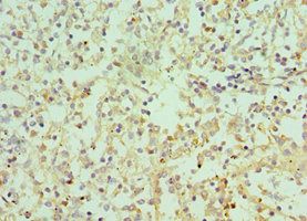 IL9 antibody