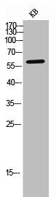 IL9R Antibody