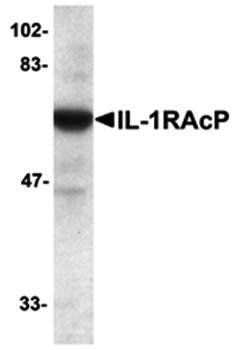 ILRAcP Antibody