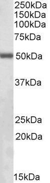 Goat anti-ILK Antibody