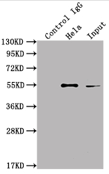 ILK Antibody