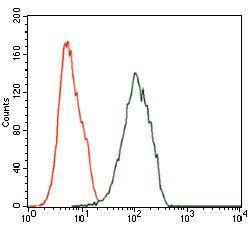 ILK Antibody