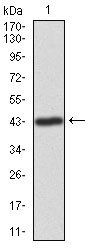 ILK Antibody